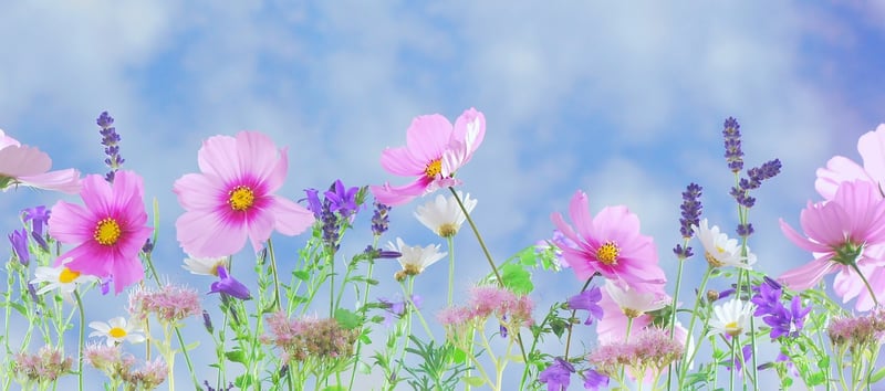 Magical garden